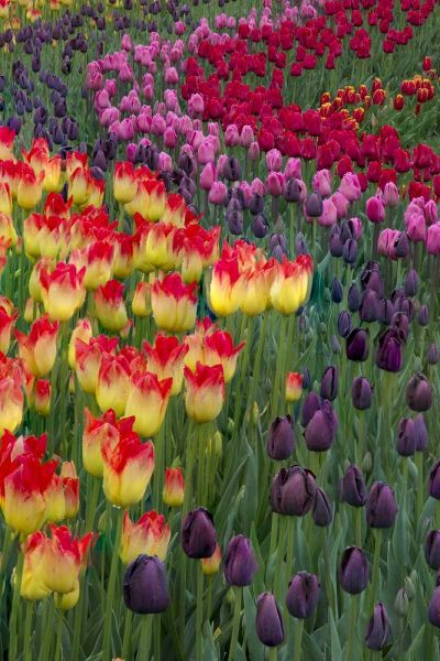 USA, Washington Blooming tulips